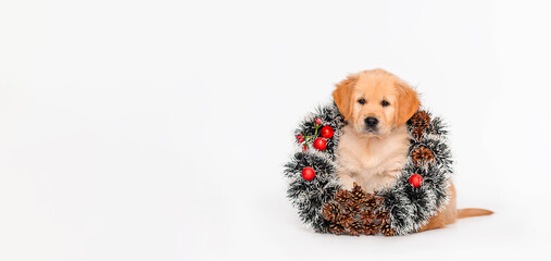 Little golden retriever and labrador puppies on white isolated background with space for text, size of popular social network cover with new year festive wreath. New Year and Christmas concept.