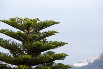 branches of a pine tree in Rio de Janeiro.