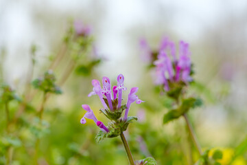 Henbit (Lamium amplexicaule) wildflowers in spring field