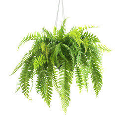 Hanging fern plant with vibrant green leaves against a stark