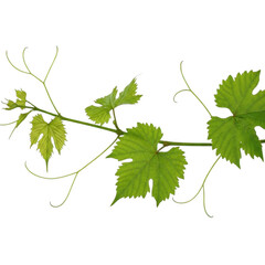 Grapevine branch with green leaves isolated on transparent background