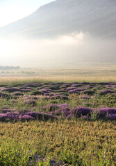 Field of Flowers at the Foot of a Mountain