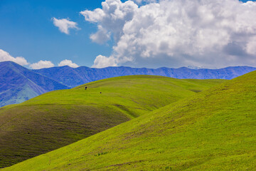 Two cattle peacefully graze on lush green hills in a serene mountainous region during daytime. The...