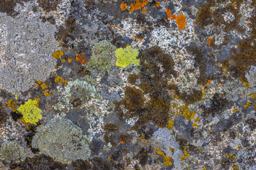 Colorful lichen covering rock surface - texture and full-frame closeup background
