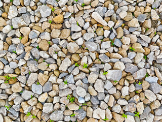 Natural stone landscape with small plants growing between rocks in a textured ground setting