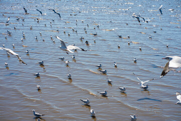 Seagulls bird flying eat food feed by people at Bangpu vacation center