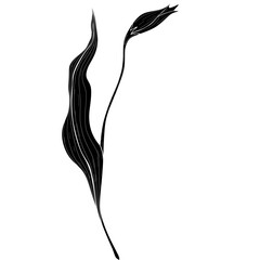 Elegant black and white botanical illustration of a stylized tulip bud and leaf. Minimalist floral line art isolated on a white background