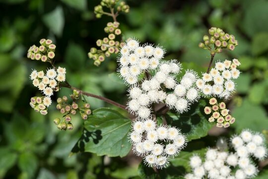 Sticky Snakeroot flowers, Crofton Weed, Ageratina Adenophora