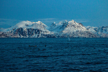 Orcas Engaged in Traditional Winter Herring Hunt Near Skjervoy, Troms County, Norway