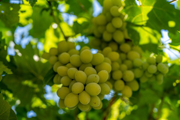 Organic grapes bunch in vineyard, sunlight, fresh produce, agriculture harvest, organic farming, wine grapes, healthy eating