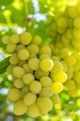 Green grapes close-up with vineyard leaves and sunlight, fresh produce, healthy food, agriculture harvest, organic farming, wine grapes