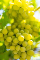 Fresh bunch of green grapes hanging in vineyard with natural light, agriculture, organic fruit, winemaking, nutrition, and healthy eating