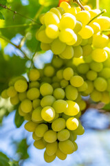 Green grapes close-up with vineyard leaves and sunlight, fresh produce, healthy food, agriculture harvest, organic farming, wine grapes