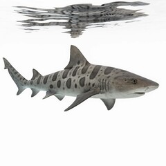 Naklejka premium Sharck swimming under the water