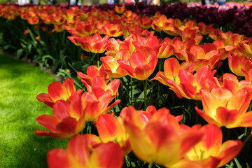 red and yellow tulips in spring