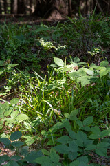 Plants in the forest are illuminated by the sun's rays