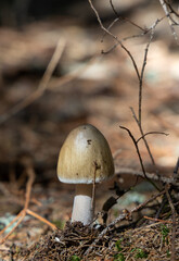 Brown mushroom in the forest