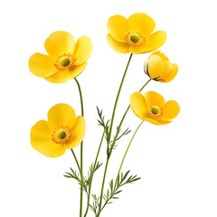 Vibrant Yellow Buttercup Flowers on White Background for Design Projects
