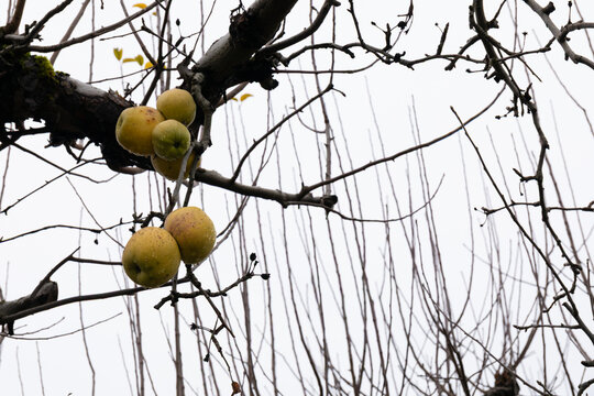 Apples on a tree, cold gray winter day with rain, no leaves, horizontal aspect