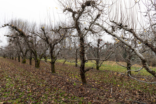 View down a row of old apple trees, winter landscape with no leaves, trees still bearing fruit as a metaphor for aging, horizontal aspect