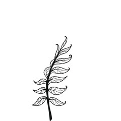 Obraz premium Detailed black and white drawing of a leafy branch with curled leaves.