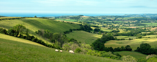 sheep in green hills of south dorset near jurassic coast