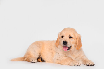 puppy dog ​​golden retriever sitting on white background. isolated puppy