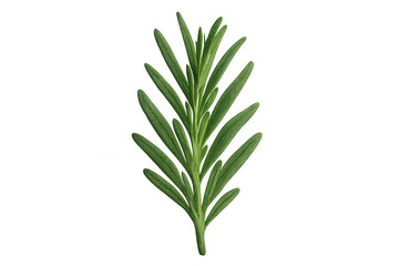 Obraz premium Close-up of a vibrant rosemary sprig, highlighting its needle-like leaves, isolated on a transparent background, ready for creative projects