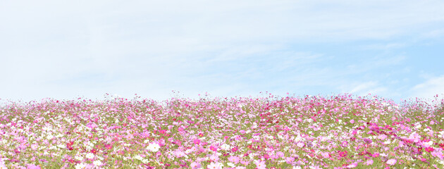 一面に広がるコスモス畑