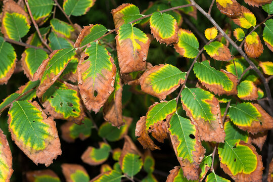 American Elm leaves, Ulmus Americana, with Bacterial Leaf Scorch, Xylella Fastidiosa