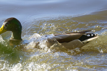 A male mallard splashes in the water and swims out of the picture, a duck splashes water and swims...