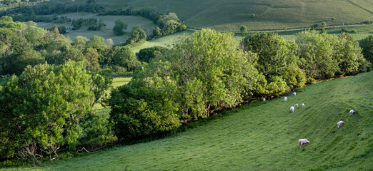 sheep in green hills of south dorset near jurassic coast