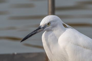 Close-up of Little Egret with White Plumage