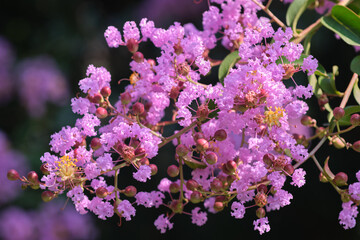 Blooming pink flowers of Lagerstroemia (crepe myrtle) close-up