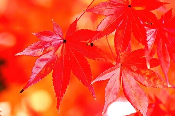 Maple Tree maple tree backgrounds.
