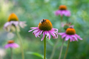 Echinacea