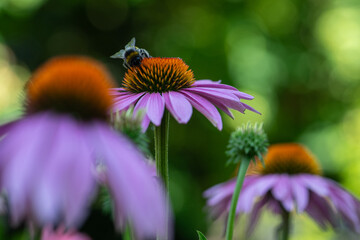 Echinacea