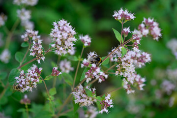 Closeup flower with bee