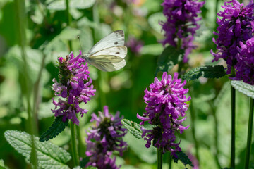 Closeup flowers with butterfly