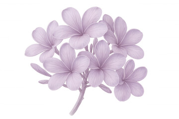 Obraz premium Delicate purple frangipani blossoms clustering softly, displaying gentle petals against pristine white backdrop with botanical elegance