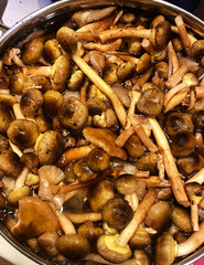 Freshly picked mushrooms in a pot ready for cooking  