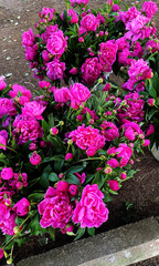 Bunch of vibrant pink peonies arranged on a natural background  