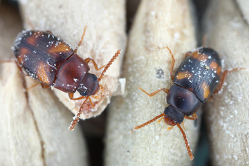Female (in left) and male (right) Alphitophagus bifasciatus. Beetle of Tenebrionidae family. Beetles on rye grain.