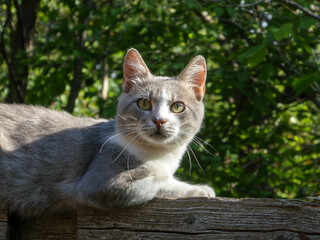 Calm gray and white cat sitting outdoors.
