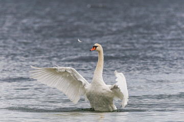 Elegant swan on the sea stretching and flapping its wings, displaying grace and natural beauty in coastal waters