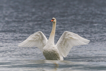 Fototapeta premium Elegant swan on the sea stretching and flapping its wings, displaying grace and natural beauty in coastal waters