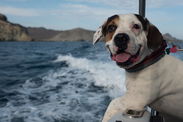 dog at sea