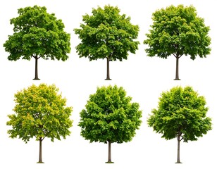 Fototapeta premium Six trees with various shades of green foliage against a white background