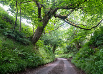 oak tree hangs over hollow road with lush vegetation in english countryside