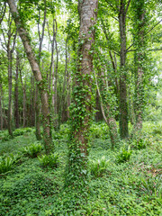 ivy clad trees in english park show shades of green